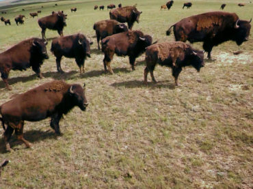 506 – Blackfeet and Bison